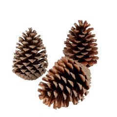 Pine Cones Maritima