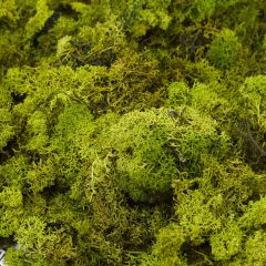 Finland Moss (50g)